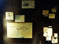 Fosile butte (7).JPG
